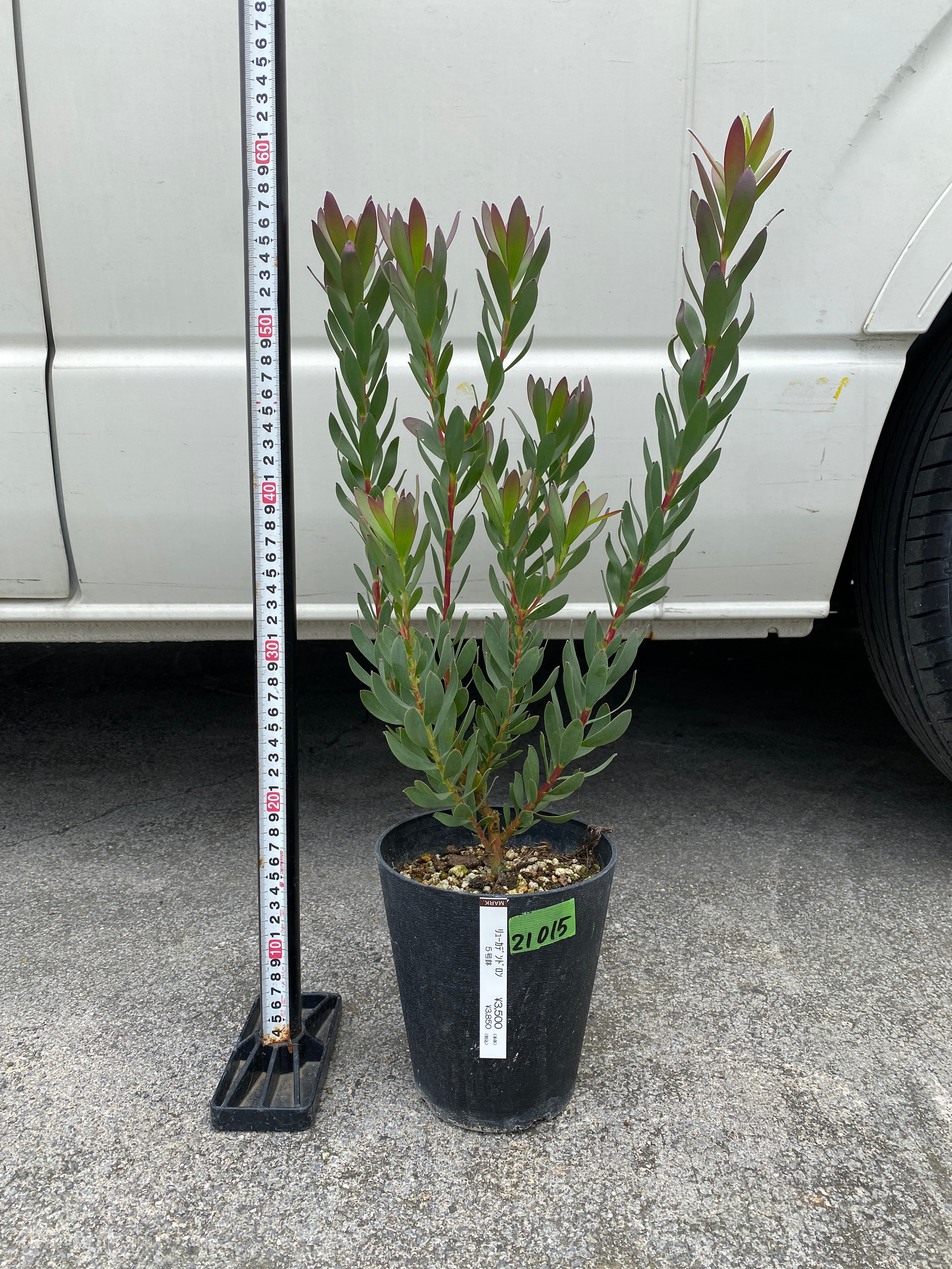 Pickup 全ての商品 – 植物家族