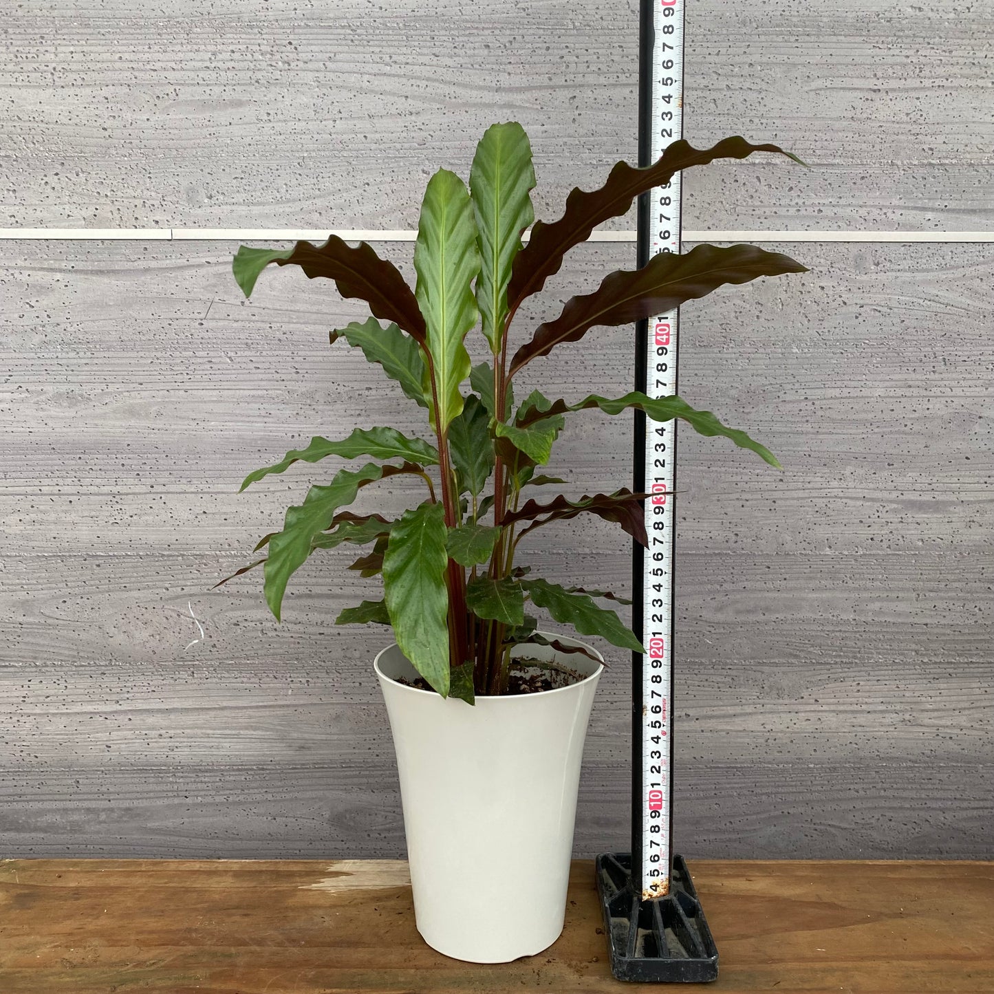 市場仕入れ即売会　No.25034　カラテア　ルフィバルバ　5号鉢