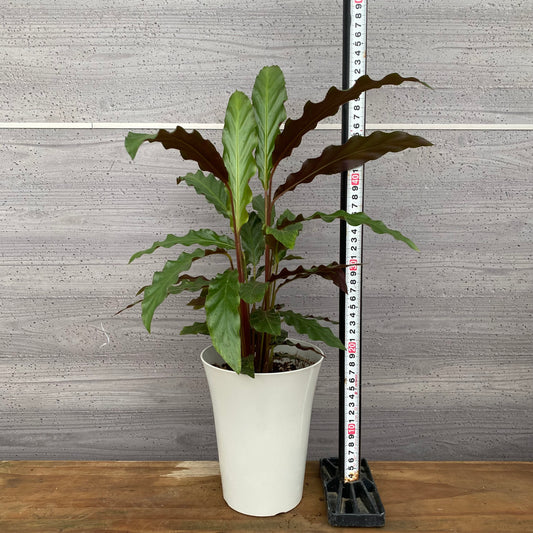 市場仕入れ即売会　No.25034　カラテア　ルフィバルバ　5号鉢