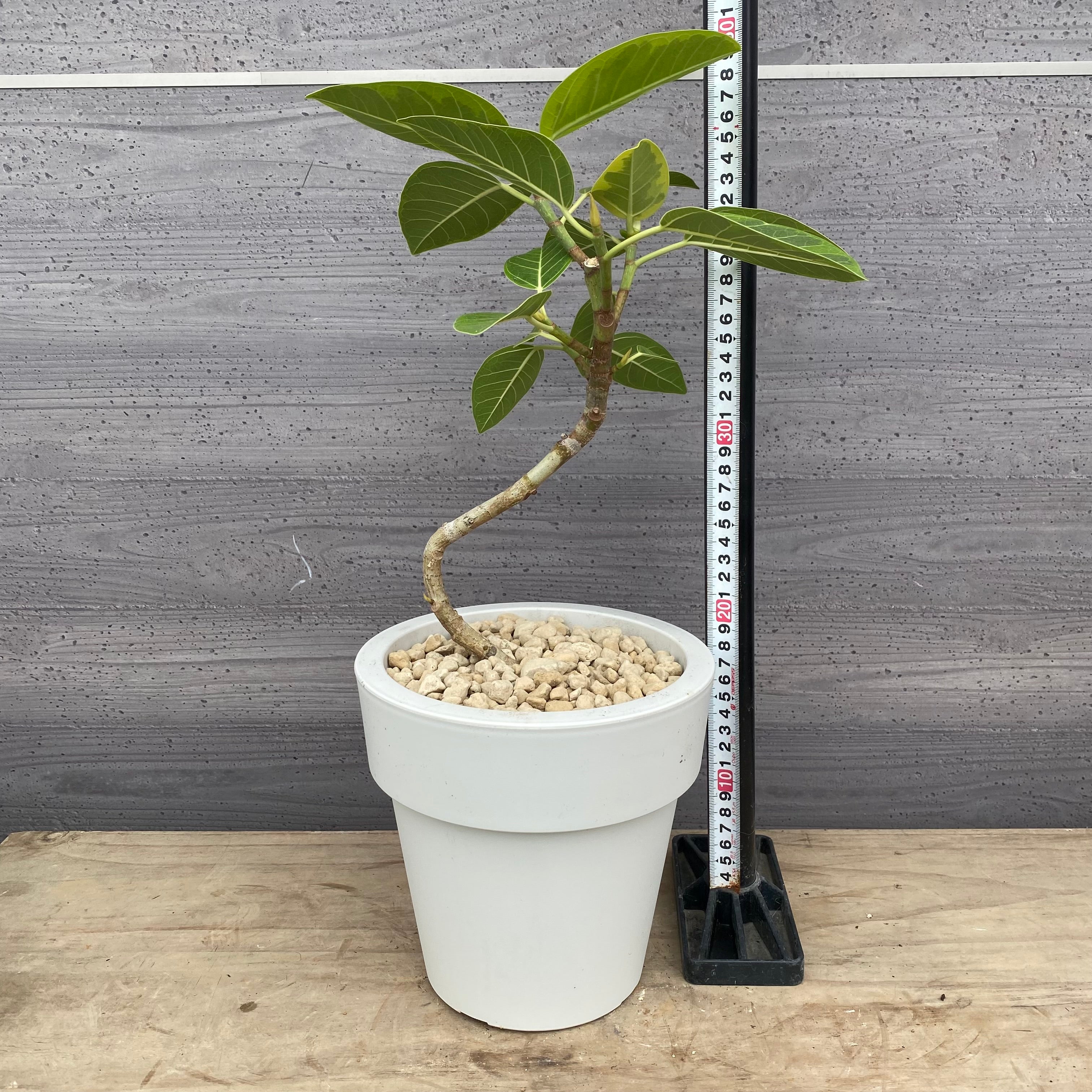 その他観葉植物 / Pickup 全ての商品 – 植物家族