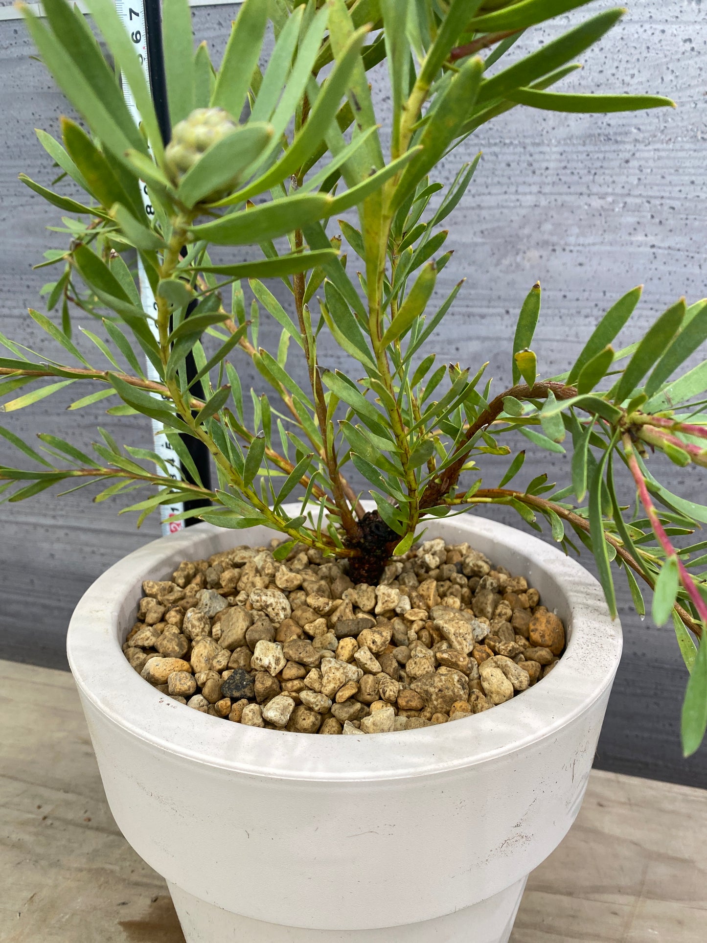 リュウカデンドロン　イエローデビル　No.2　オリジナルポット