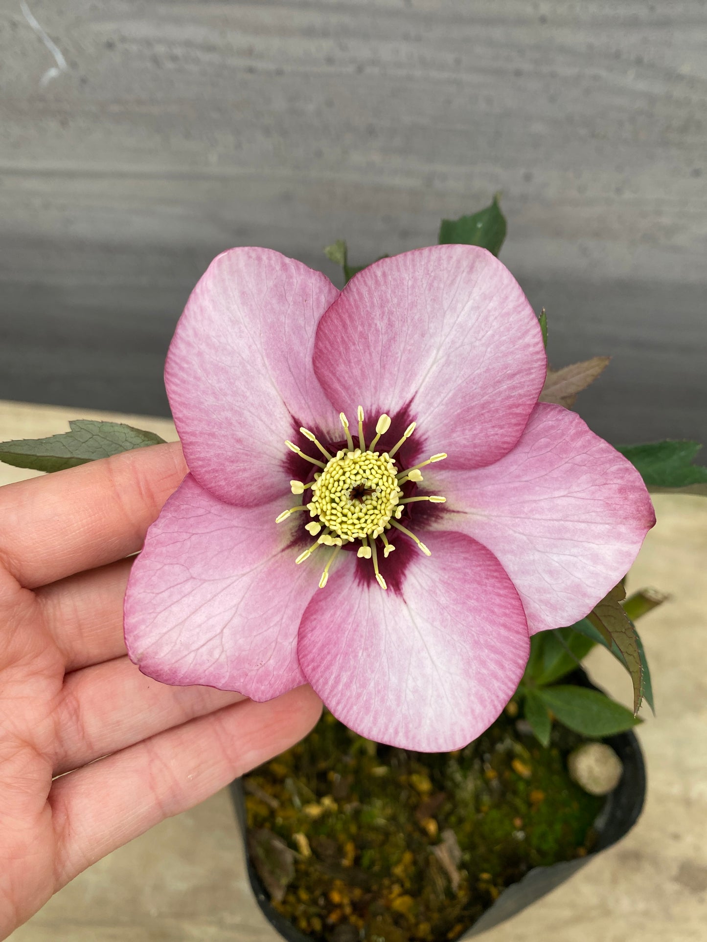 No.05078　横山園芸★クリスマスローズ　シングル咲き　5号苗ポット