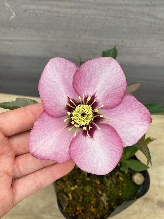 No.05078　横山園芸★クリスマスローズ　シングル咲き　5号苗ポット