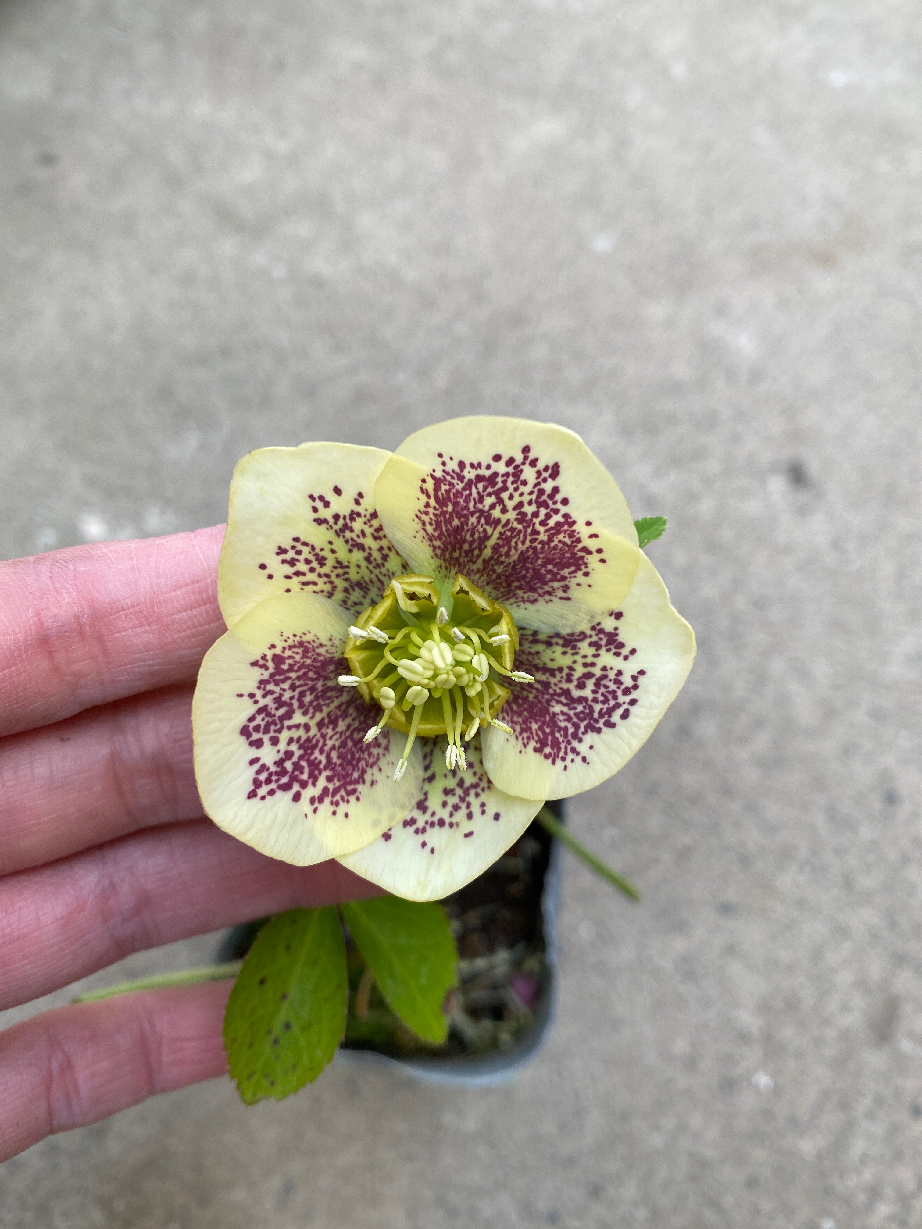 M012 クリスマスローズ シングル 2.5号苗ポット – 植物家族