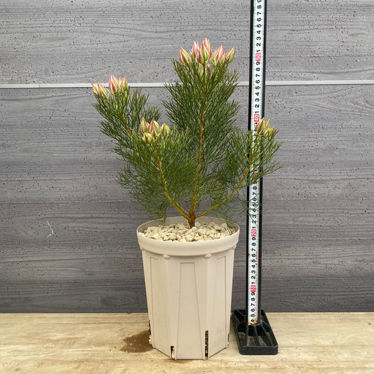 セルリア プリティピンク 6号スリット鉢/オリジナル色