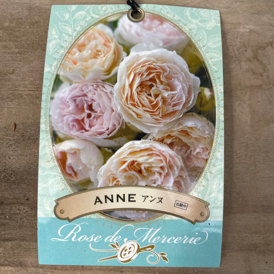 薔薇 アンヌ 7号おすすめ白ポット