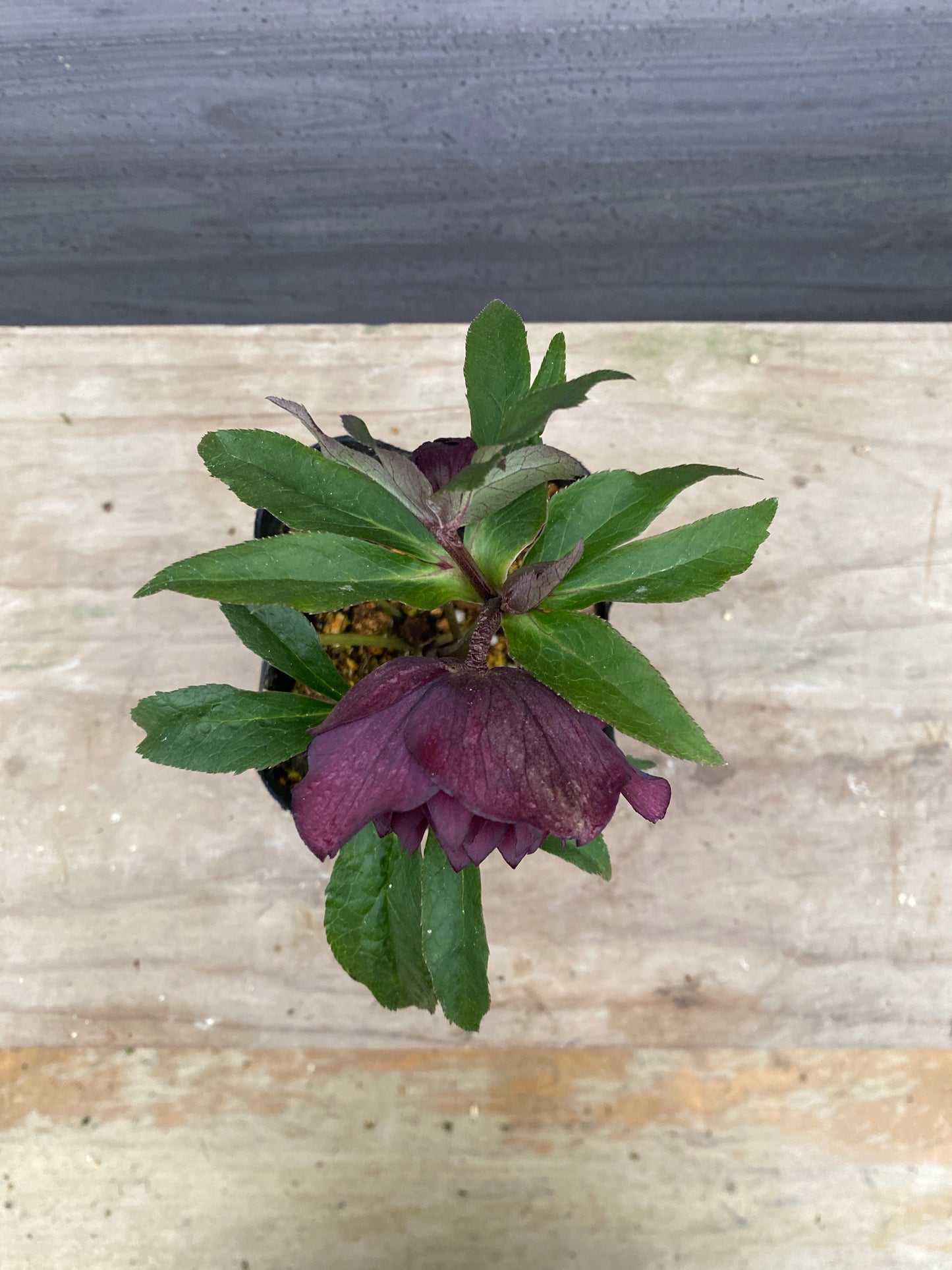 No.05139　横山園芸★クリスマスローズ　プリマドレス　5号苗ポット