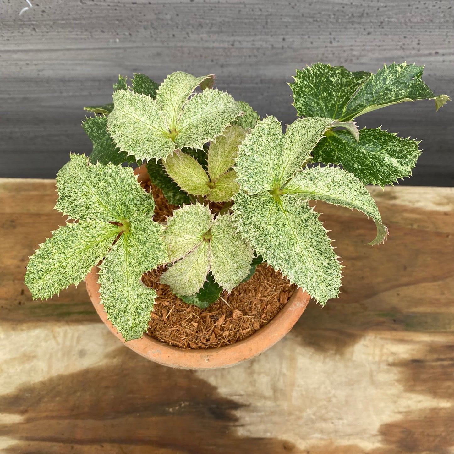 クリスマスローズ　アーグチフォリウススターダスト　キューガーデンポットレッド