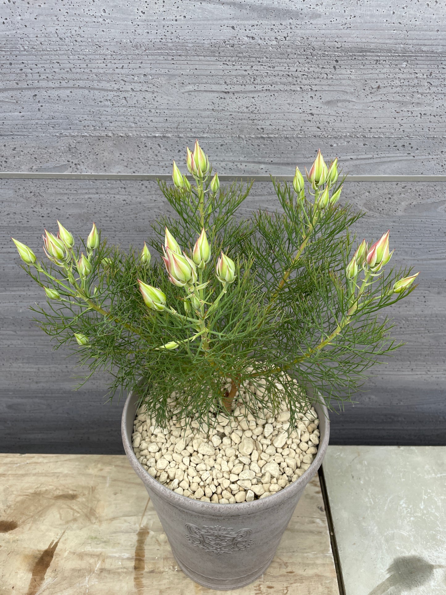 セルリア　プリティピンク（プラスチック鉢）