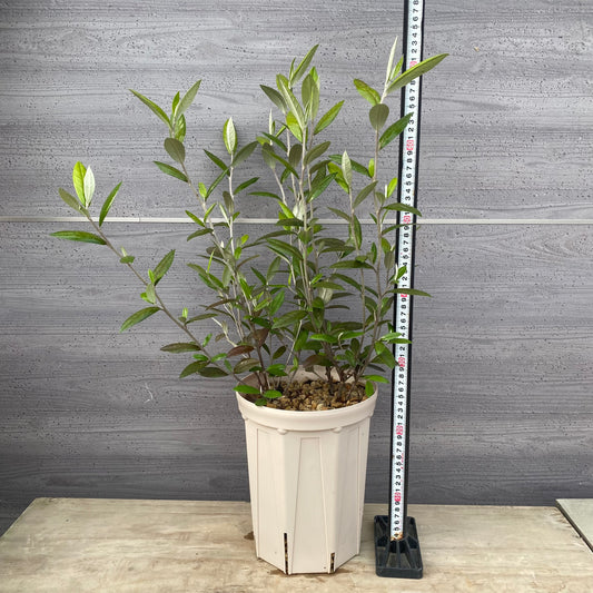 コロキア ジーンティーズジャイアント 7号スリット鉢/オリジナル色