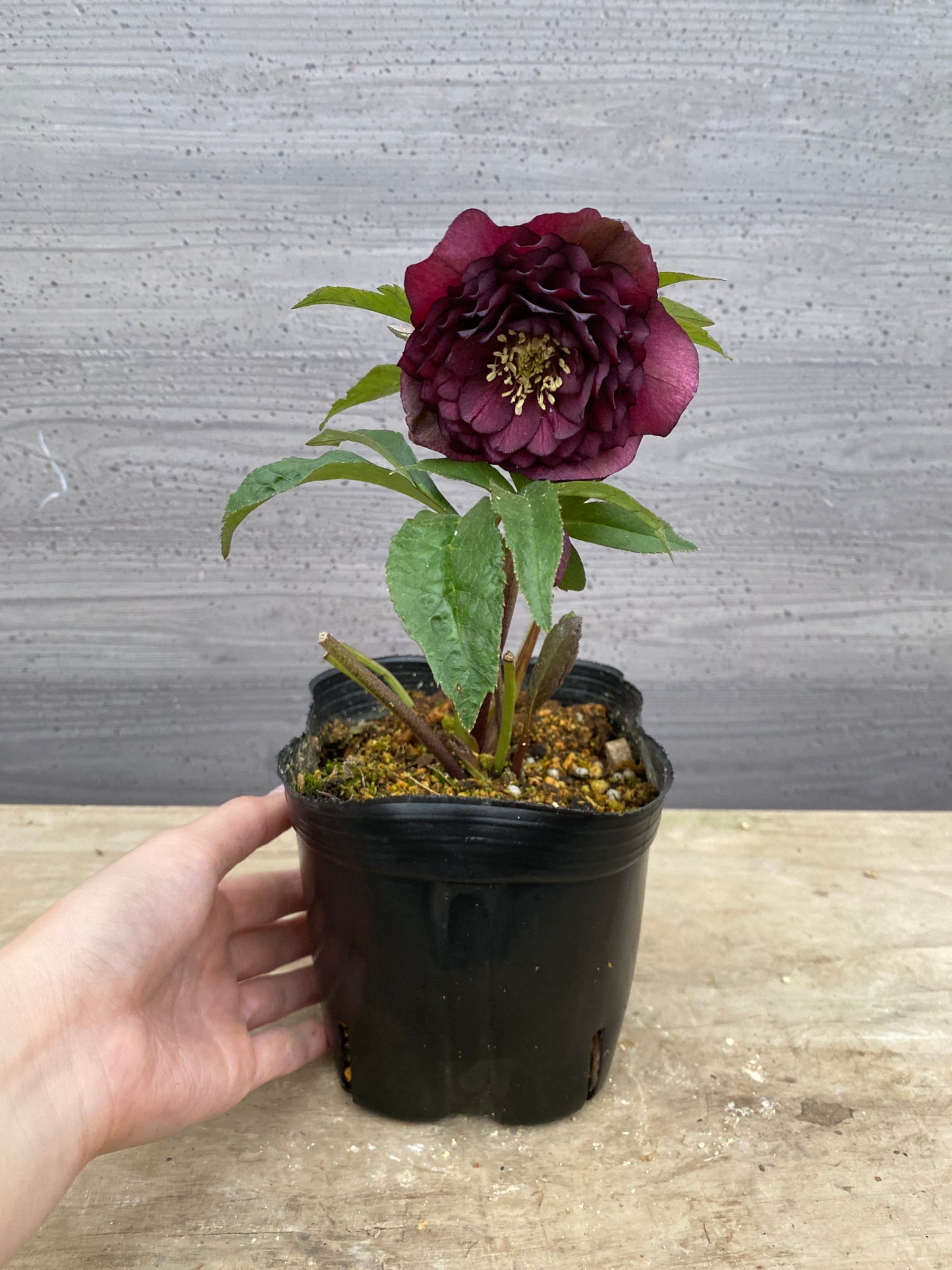 No.05139　横山園芸★クリスマスローズ　プリマドレス　5号苗ポット