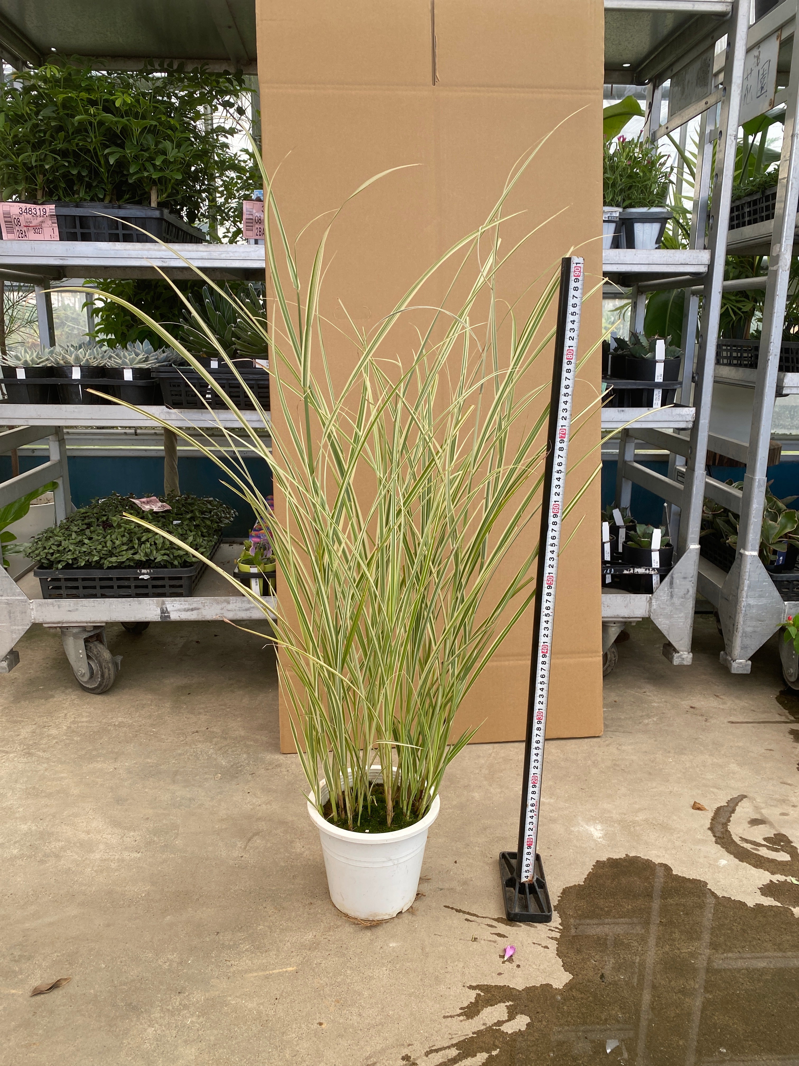 Pickup 全ての商品 – 植物家族