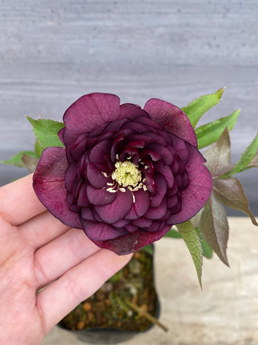 No.05101　横山園芸★クリスマスローズ　プリマドレス　5号苗ポット