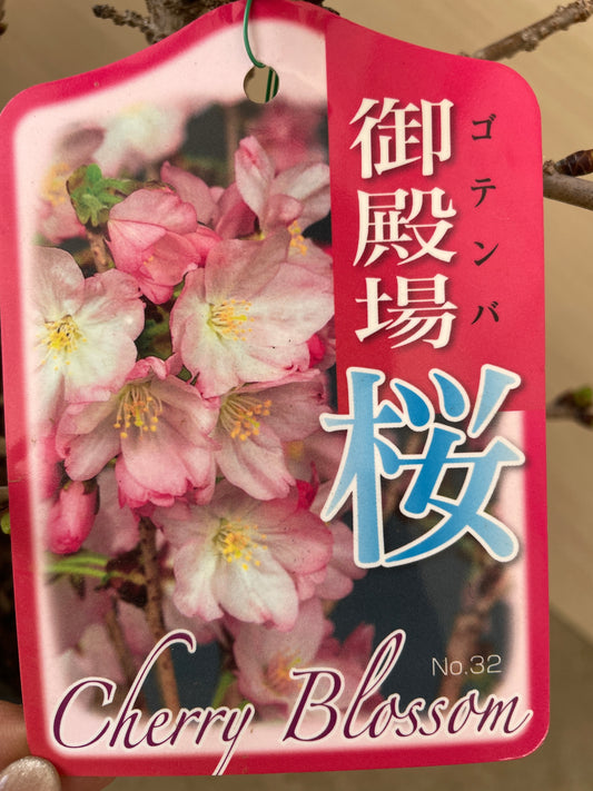 No.26033　御殿場桜　6号苗ポット