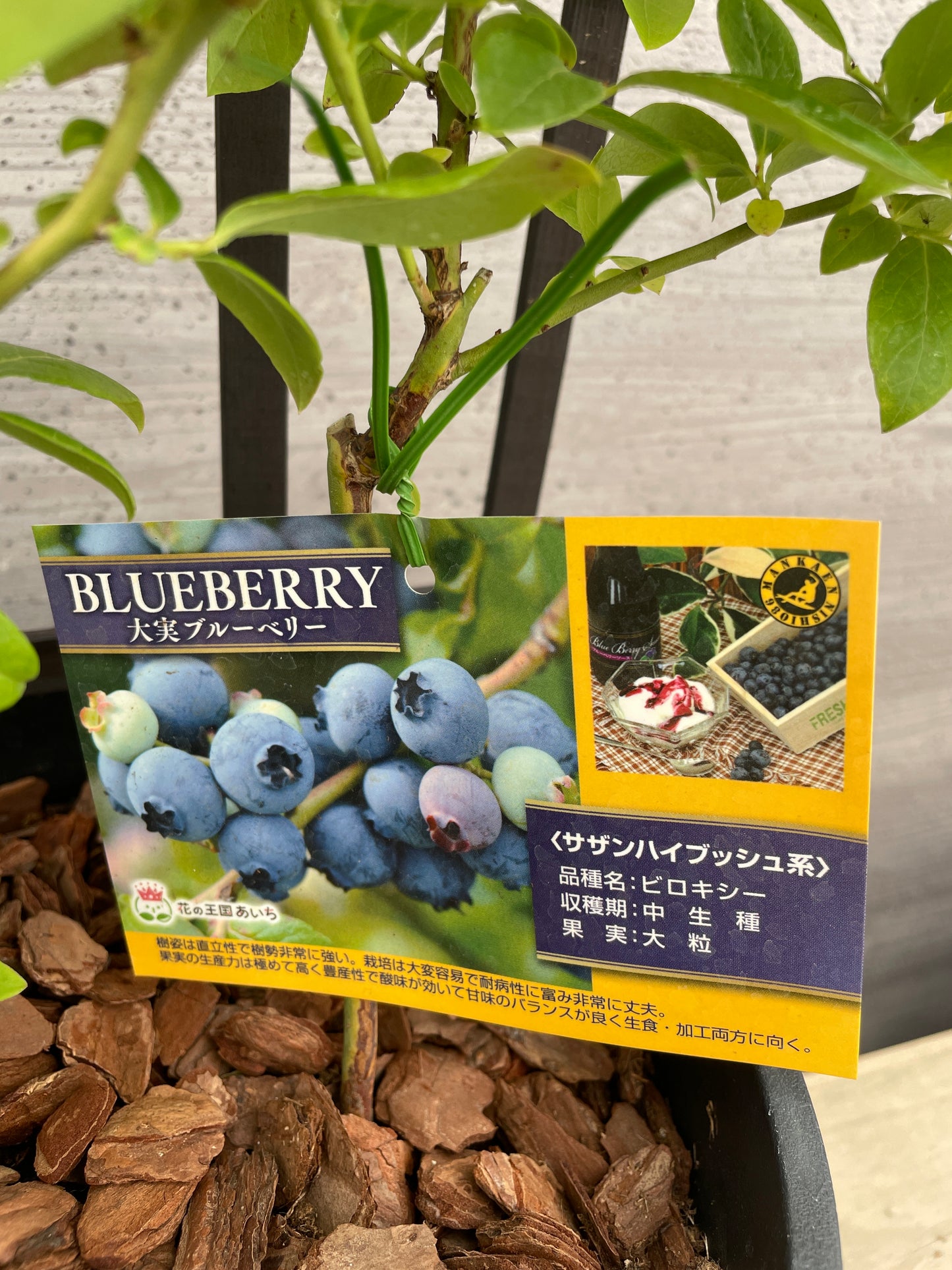 No.03037　大実ブルーベリー　２種植え　８号鉢