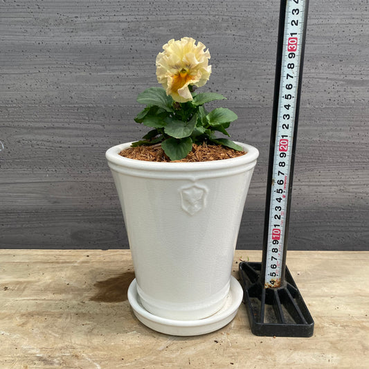 寄せ植えS 花郷園さんオリジナル 5号陶器鉢