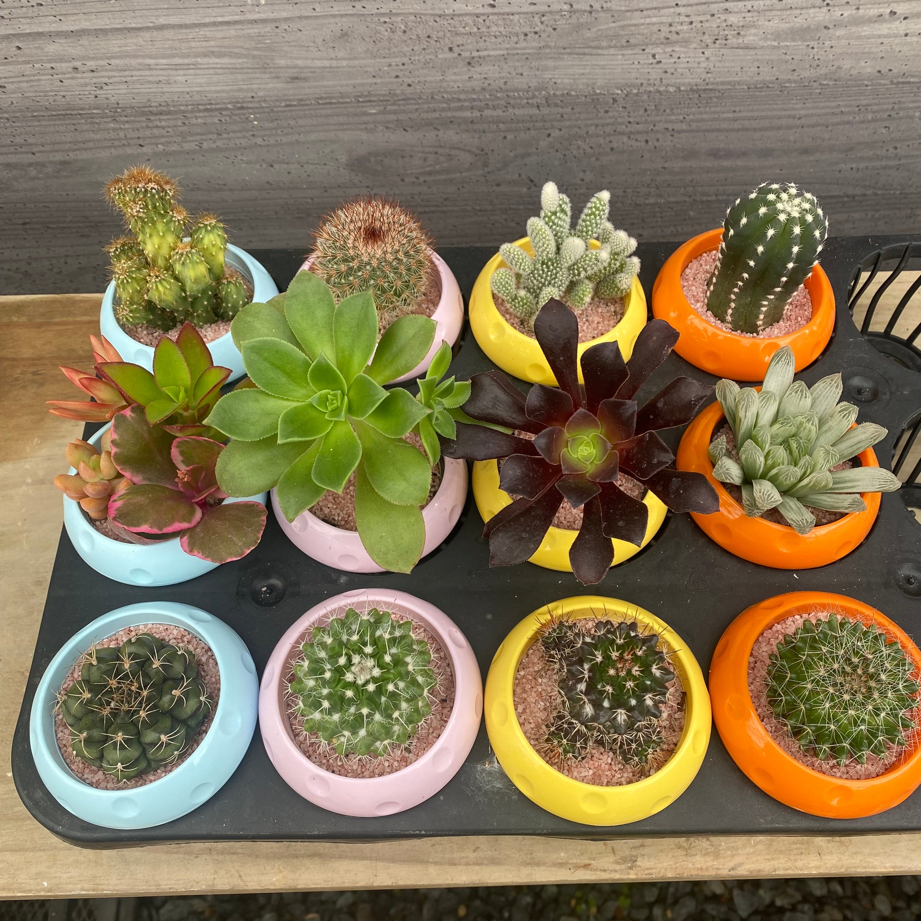 Pickup 全ての商品 – 植物家族