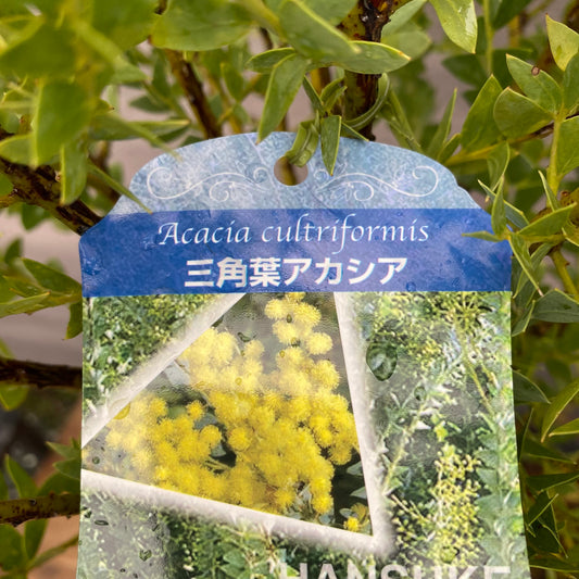 三角葉アカシア　7号鉢