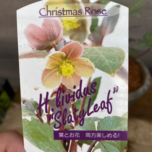 クリスマスローズ　リヴィダススレーティリーフ　キューガーデンポットグレー