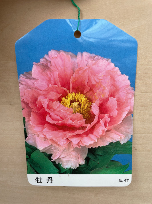 M24　牡丹　ハナキソイ　7号鉢