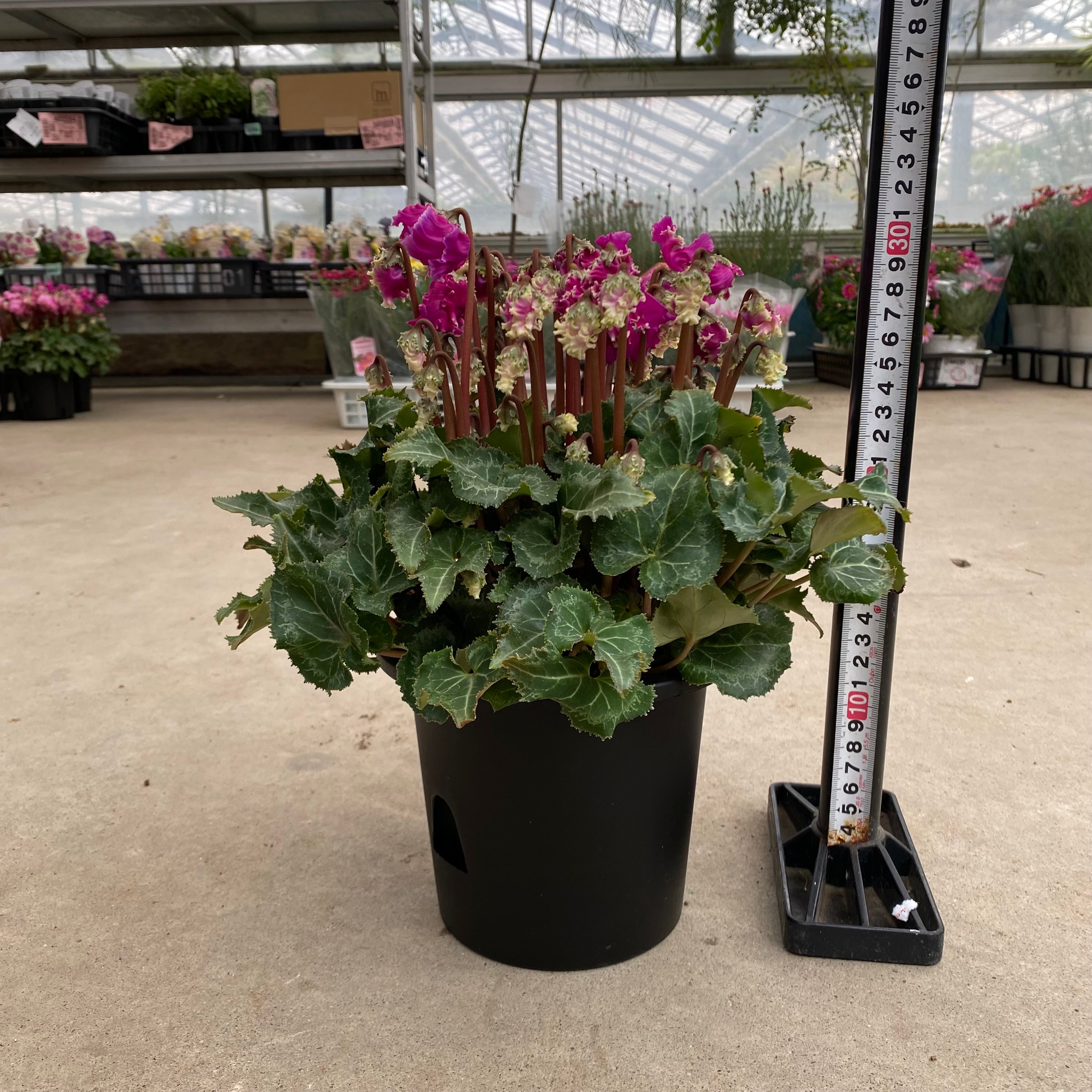 商品 – 植物家族