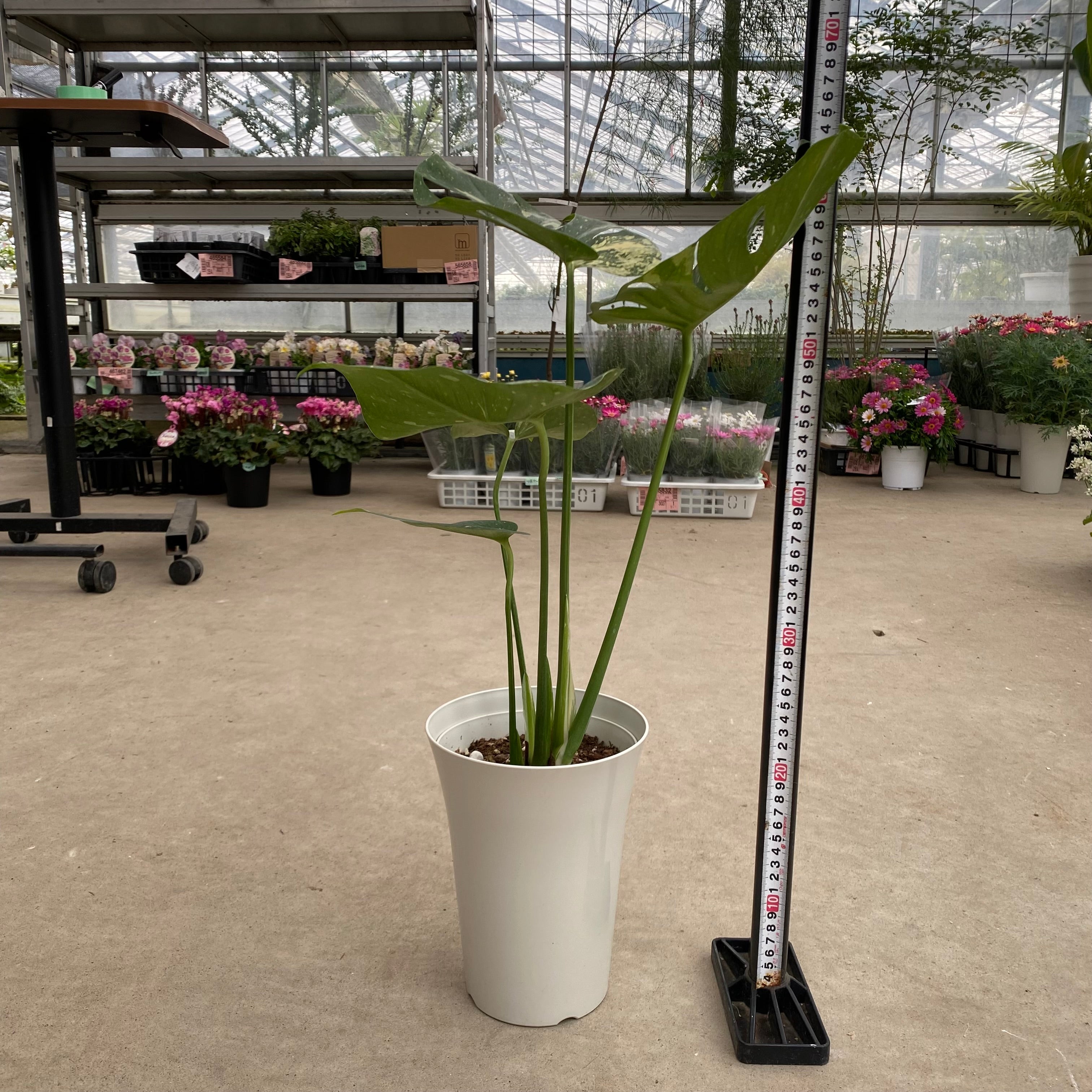 商品 – 植物家族