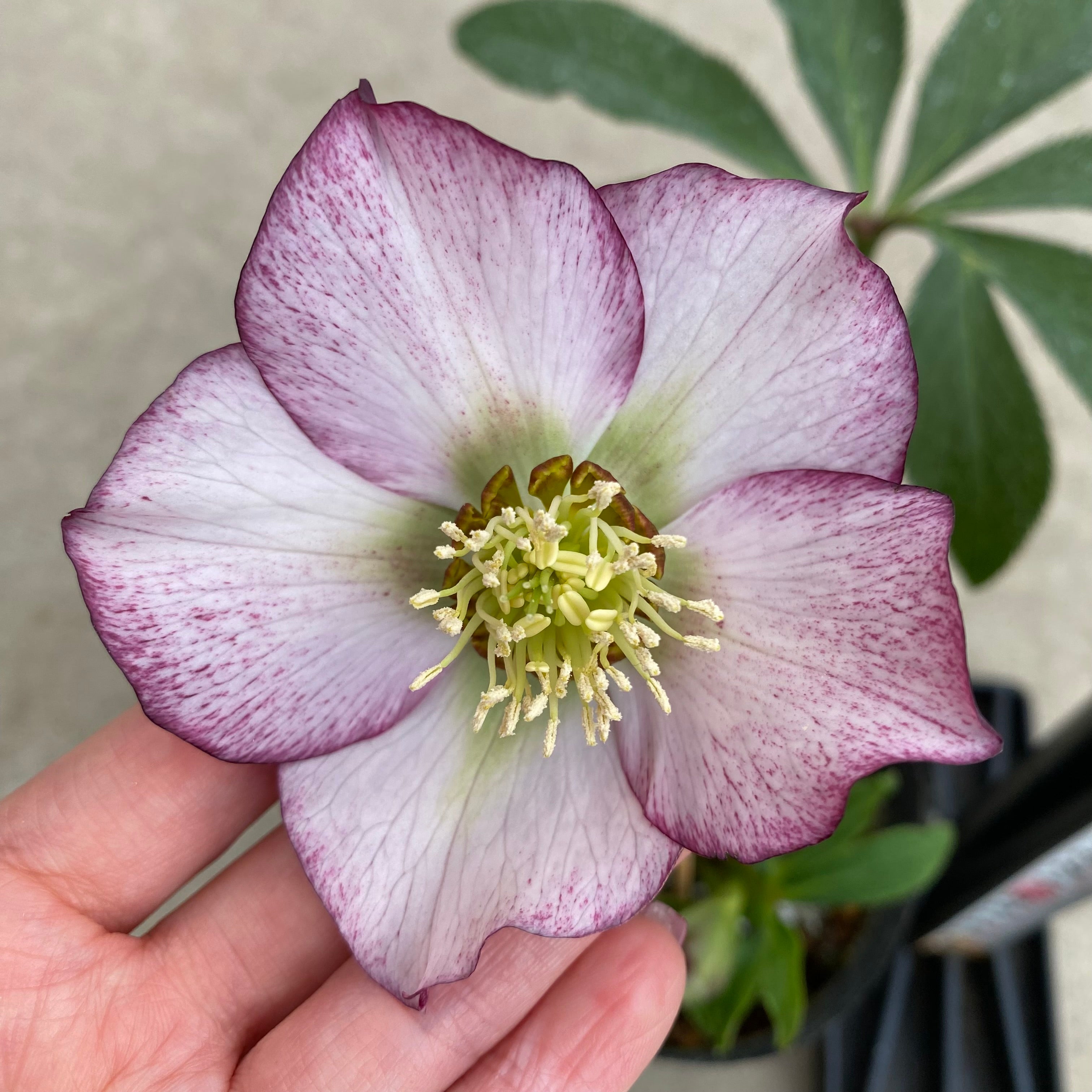 Saku様にご提案苗㉖-28クリスマスローズ 楽天市場】新入荷苗 クリスマスローズ ダブル咲き ホワイトピコティ系