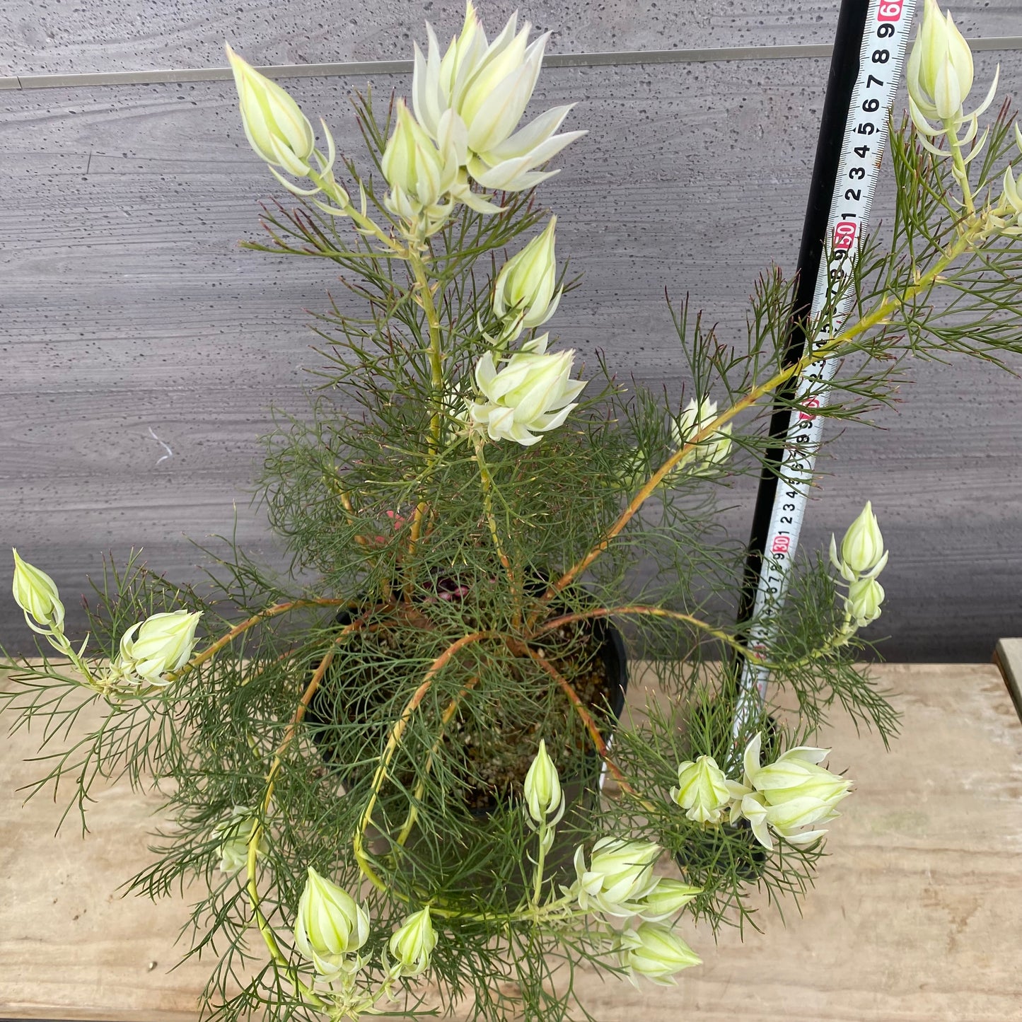 No.30024　ジョーイセルリア　ブラッシングブライト　7号鉢