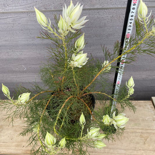 No.30024　ジョーイセルリア　ブラッシングブライト　7号鉢