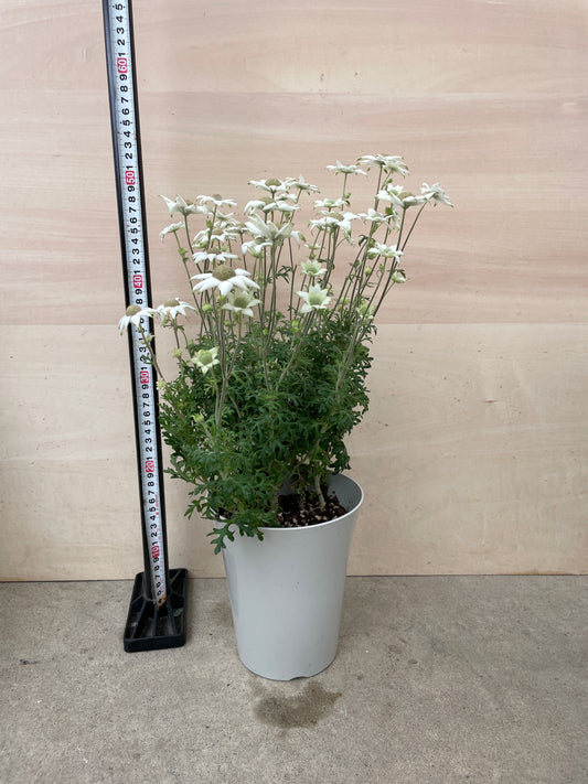 M28 フランネルフラワー グリーンエンジェル 6号鉢