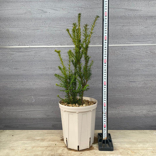 ヨーロッパイチイ　ゴールドストライク　６号スリット鉢/オリジナル色