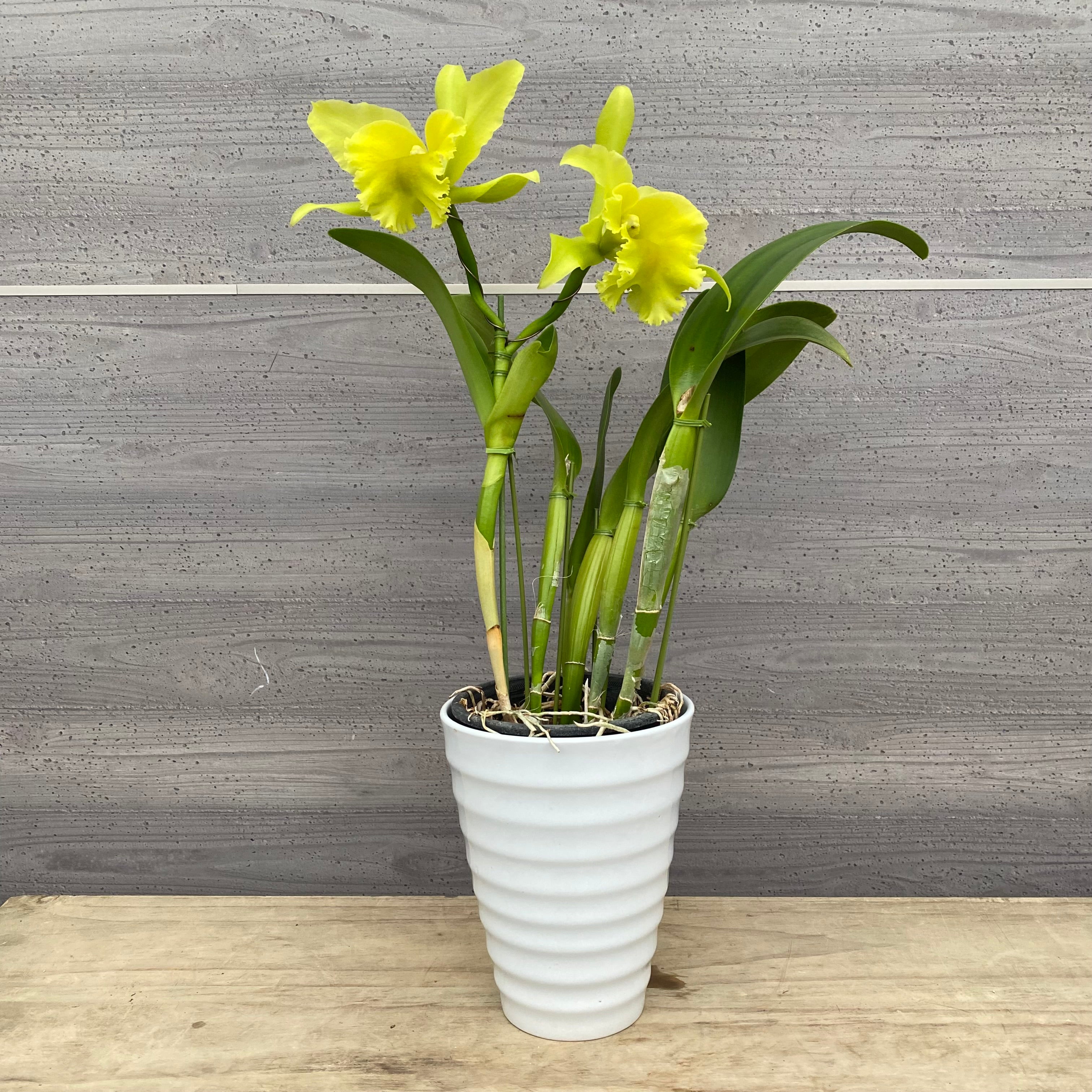 No.14018 カトレア ポーツオブパラダイス 6号陶器鉢 – 植物家族