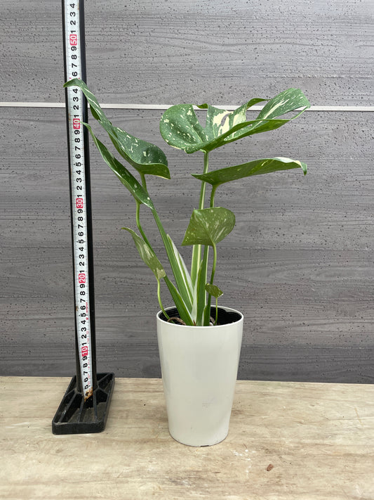 No.12010　モンステラ　タイコンステレーション　