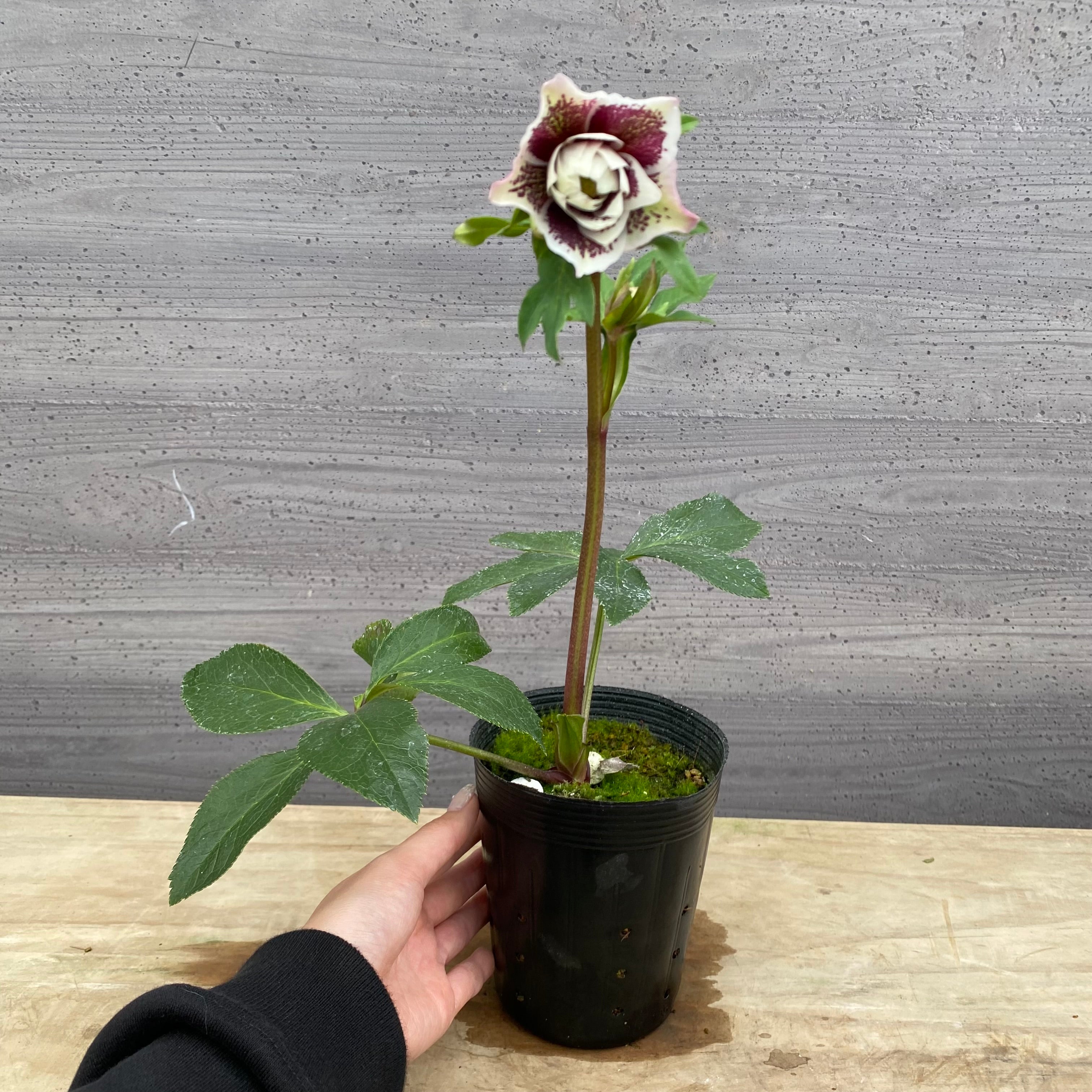 即売会 No.27107 クリスマスローズ ダブル咲き 3.5号苗ポット – 植物家族