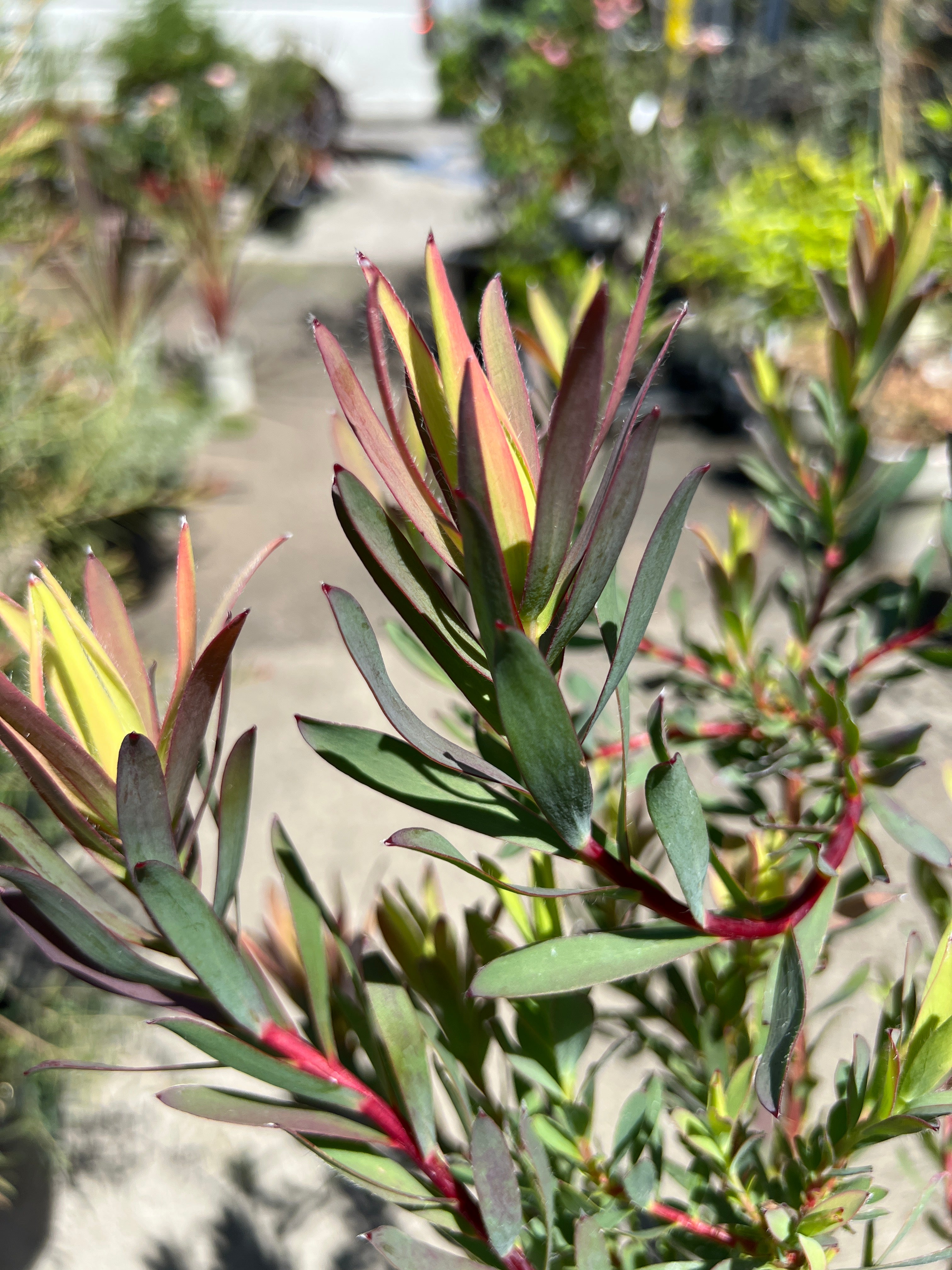 植物家族