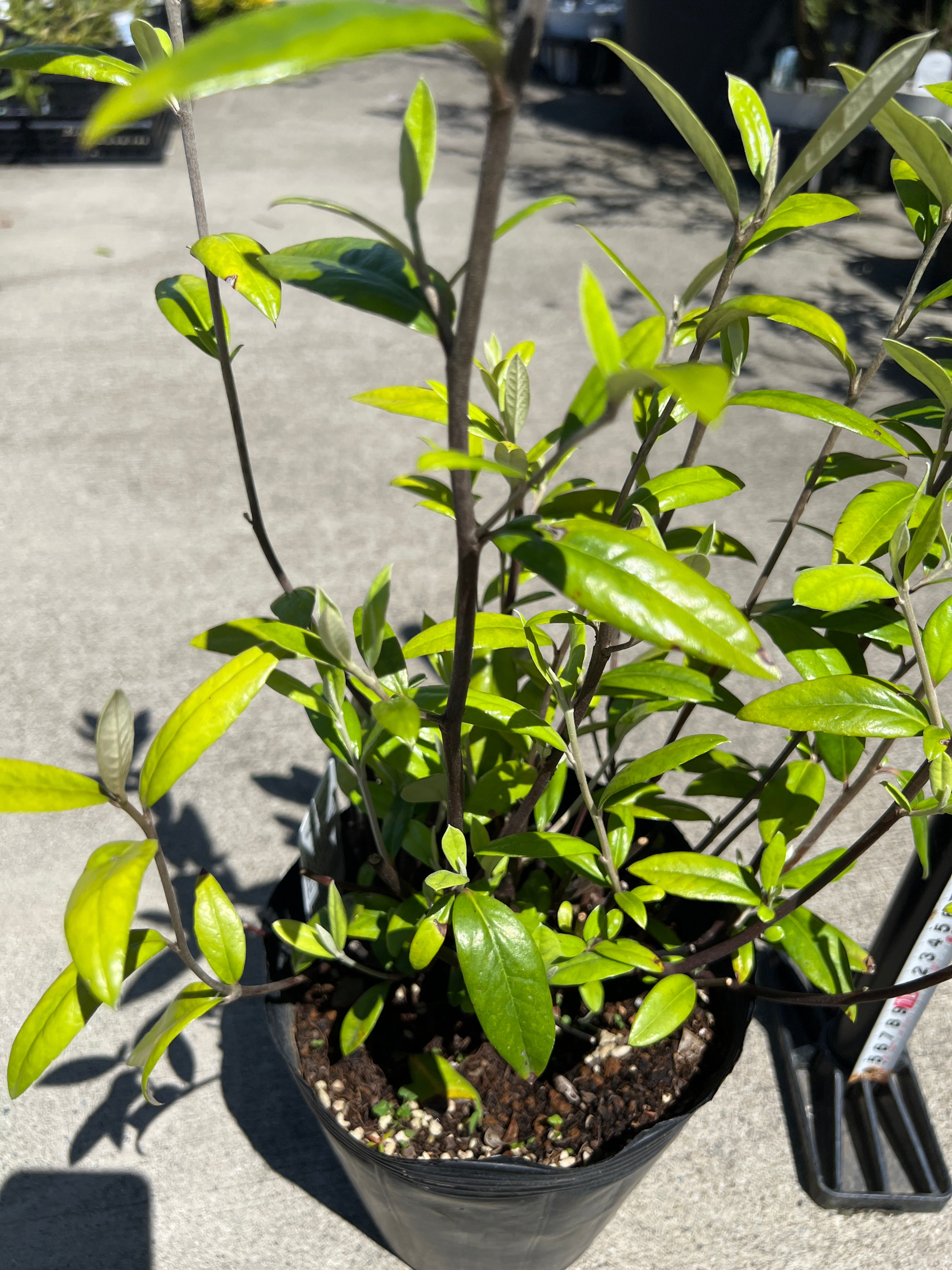 植物家族