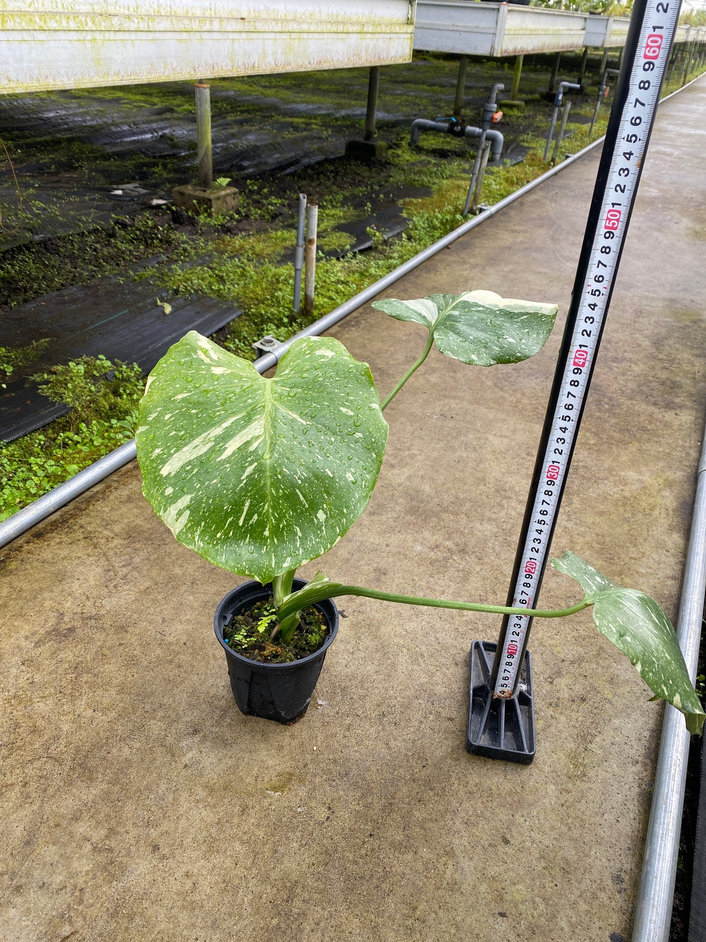 農場創業祭 No.26169　モンステラ　タイコンステレーション　3号鉢