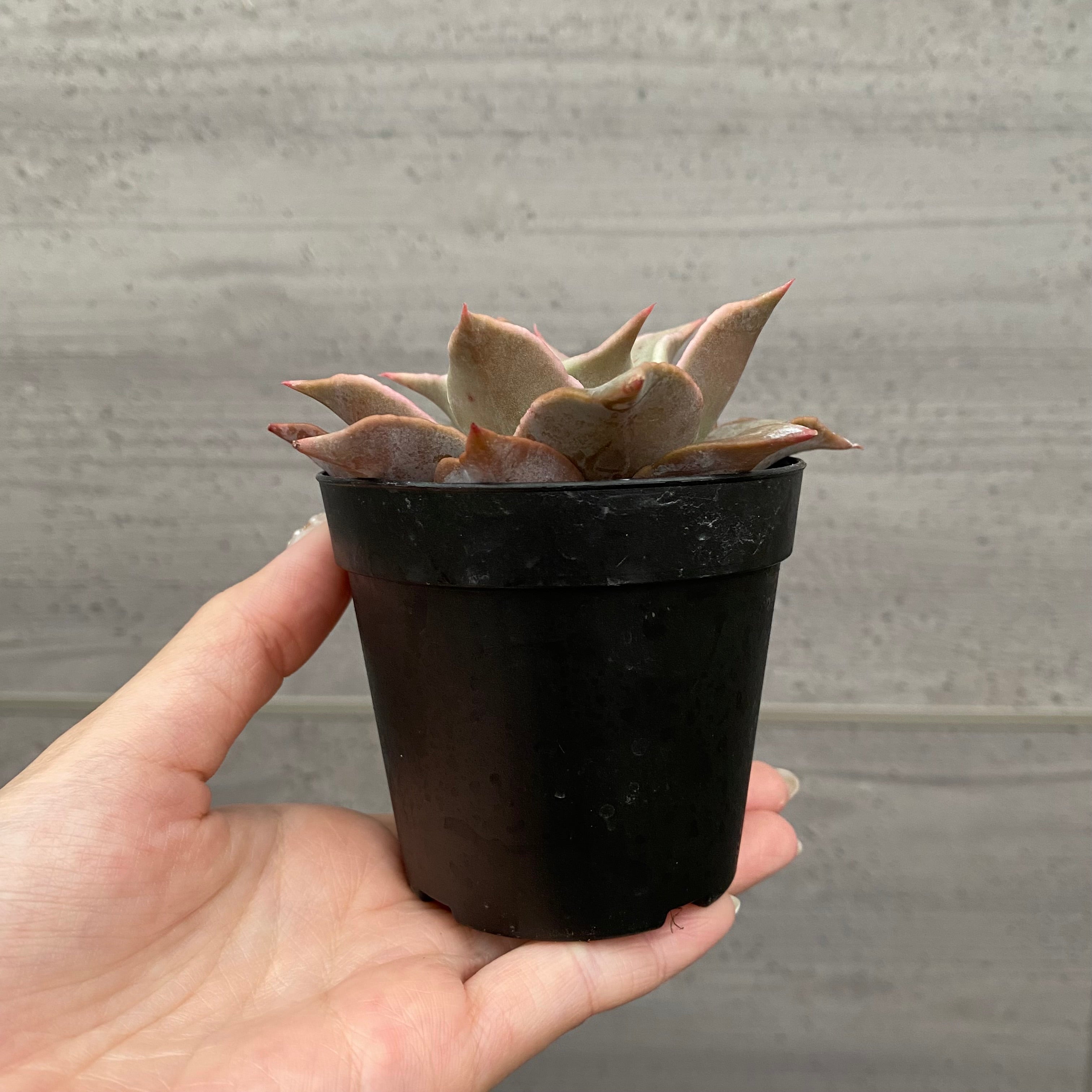 Pickup 全ての商品 – 植物家族