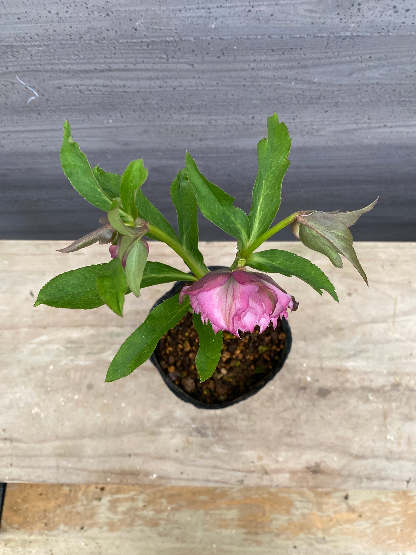 No.05146　横山園芸★クリスマスローズ　プリマドレス　5号苗ポット