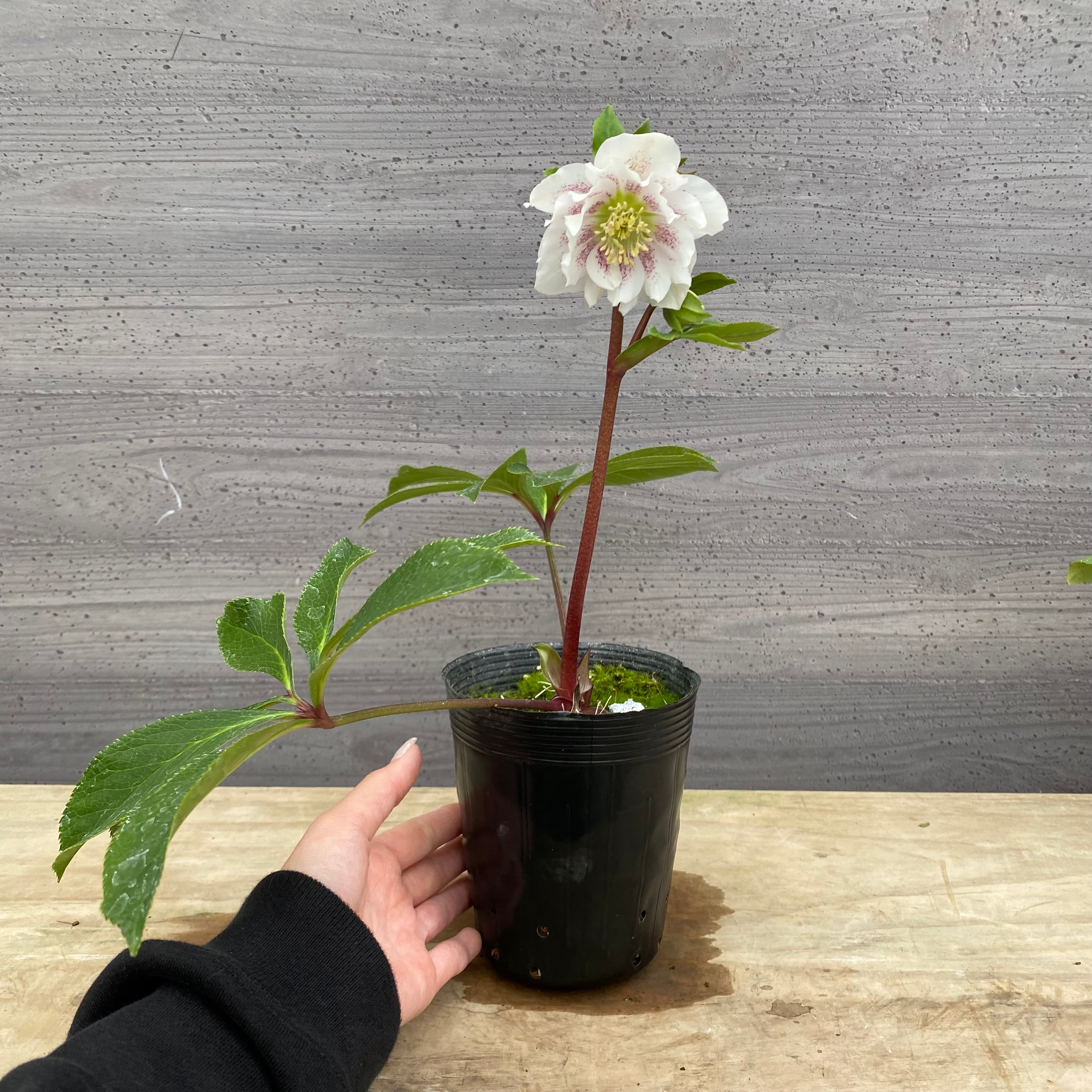 即売会 No.27102 クリスマスローズ ダブル咲き 3.5号苗ポット – 植物家族