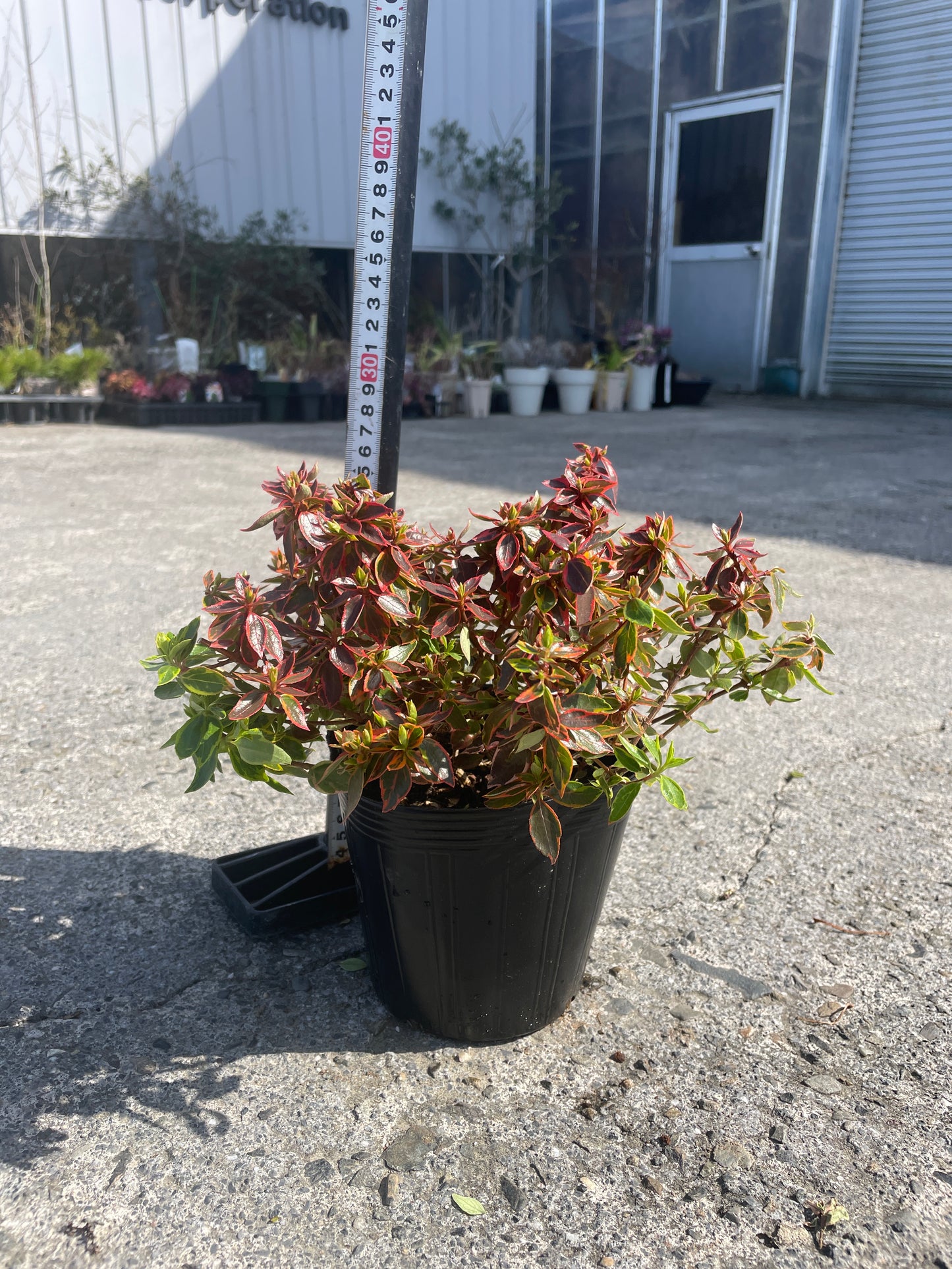 No.06007　岡本緑花　アベリア　サンシャインデイドリーム　5号苗ポット