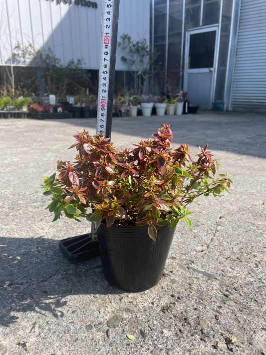 No.06007　岡本緑花　アベリア　サンシャインデイドリーム　5号苗ポット