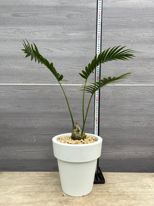 社長植栽★ソテツ　ディオーン　7号おすすめ白ポット