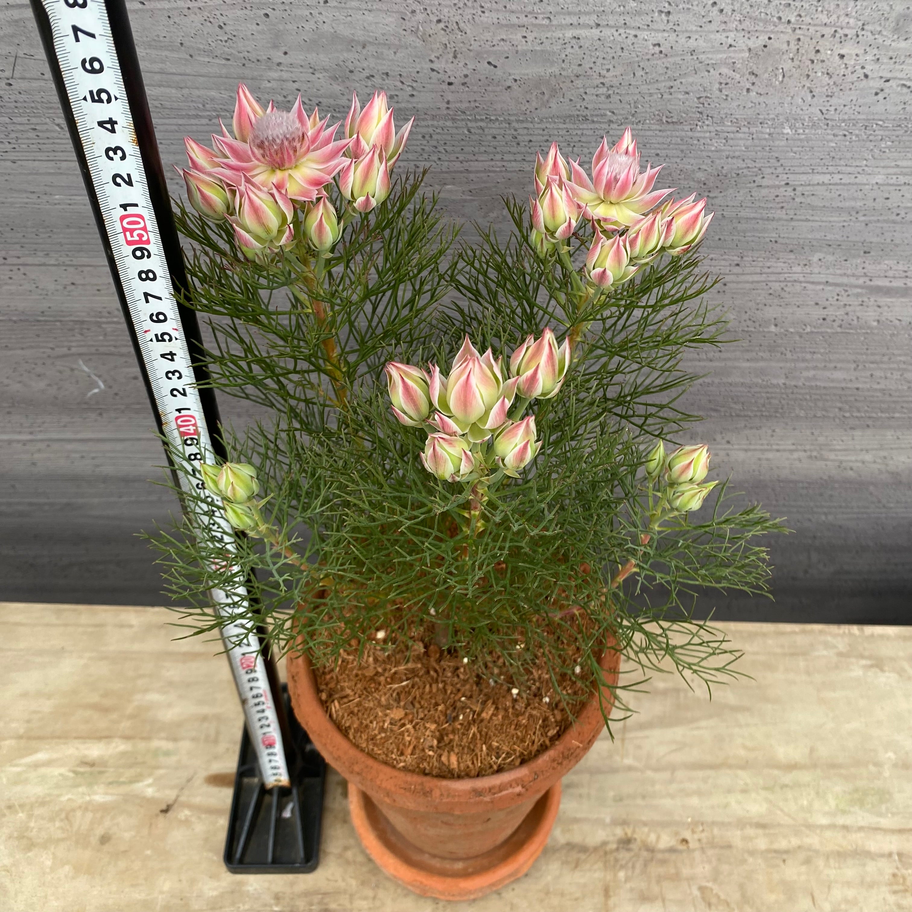 ☆10万人突破記念 No.28005 セルリア プリティピンク キューポット