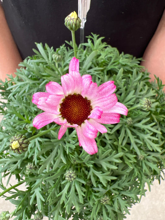 即売会SALE　No.28007　ビジューマム　ピンクパール　6号鉢