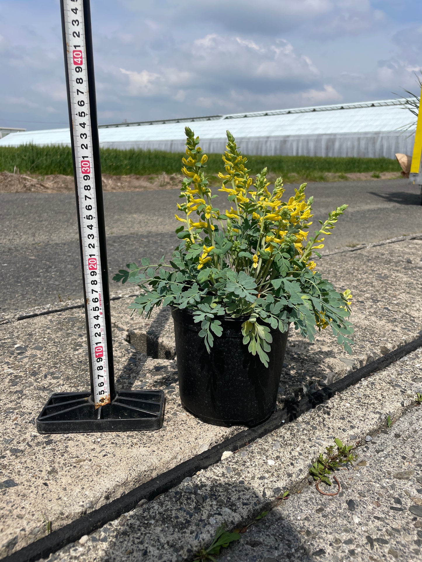 No.17010　コリダリス　キャナリーフェザー　5号鉢