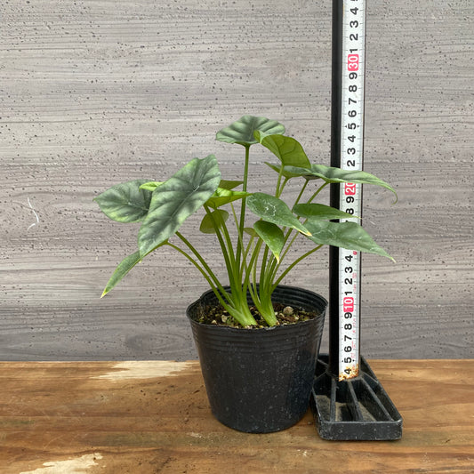 市場仕入れ即売会　No.25042　アロカシアA　4号苗ポット