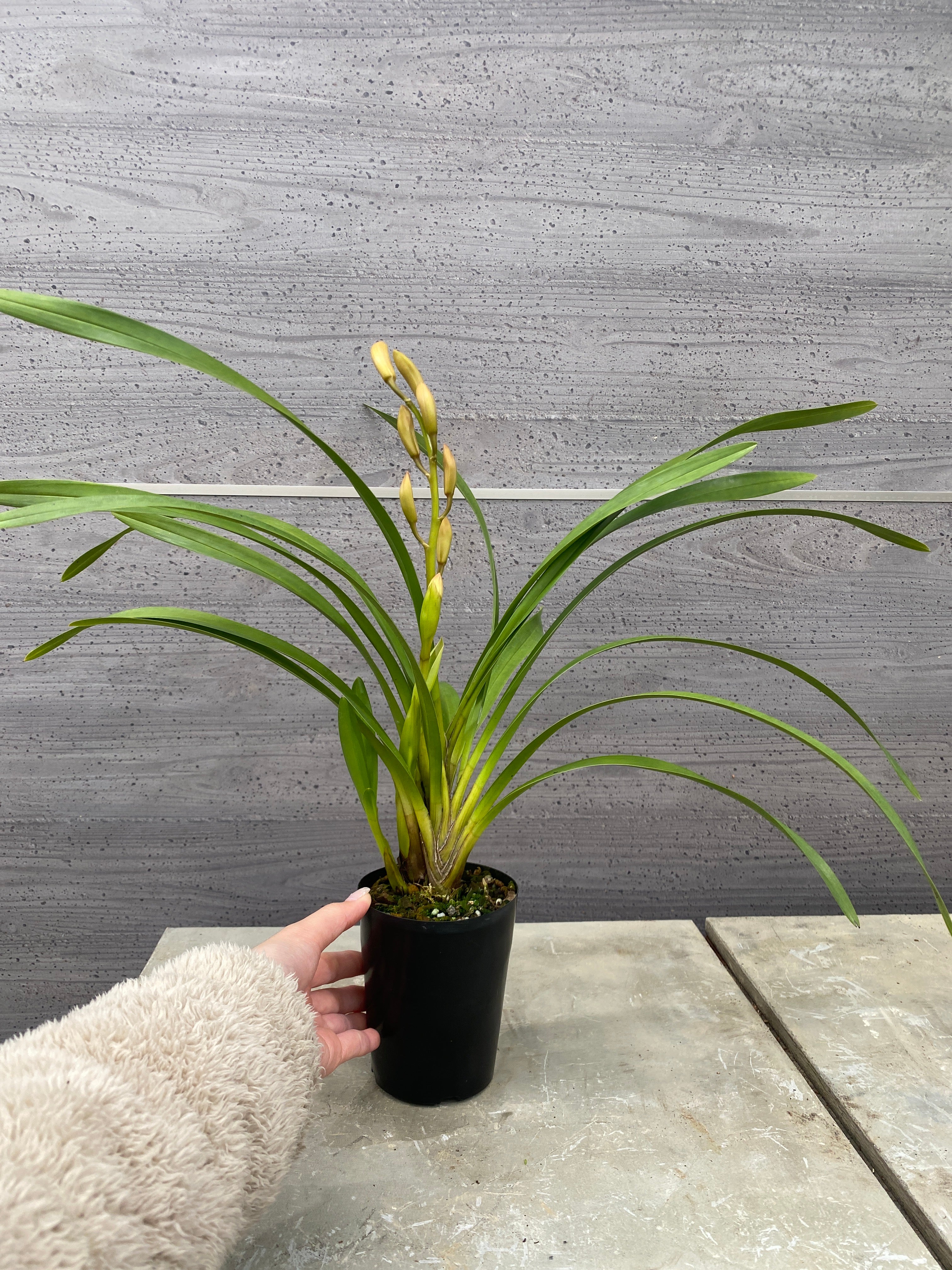 Pickup 全ての商品 – 植物家族