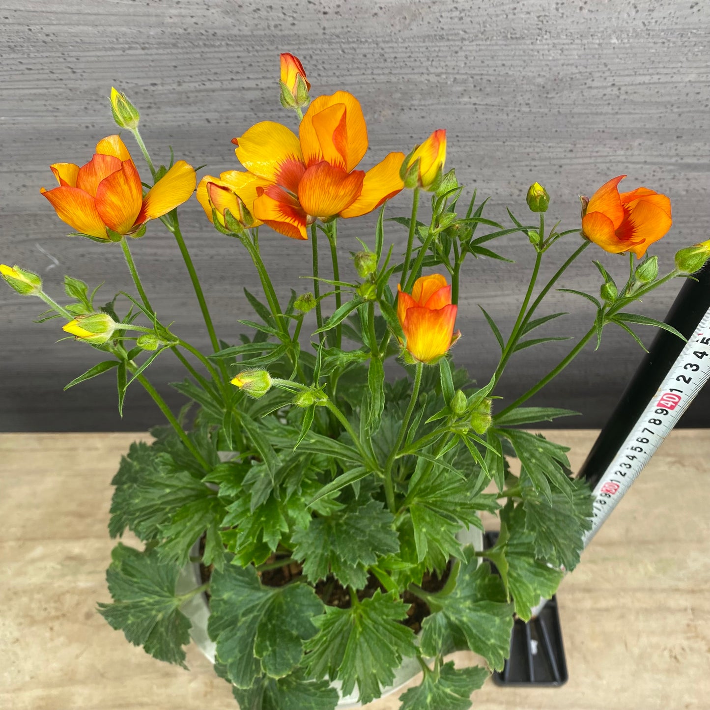 No.23005　ラナンキュラス　ランドセルシリーズ　モノケロス　7号おすすめ白ポット