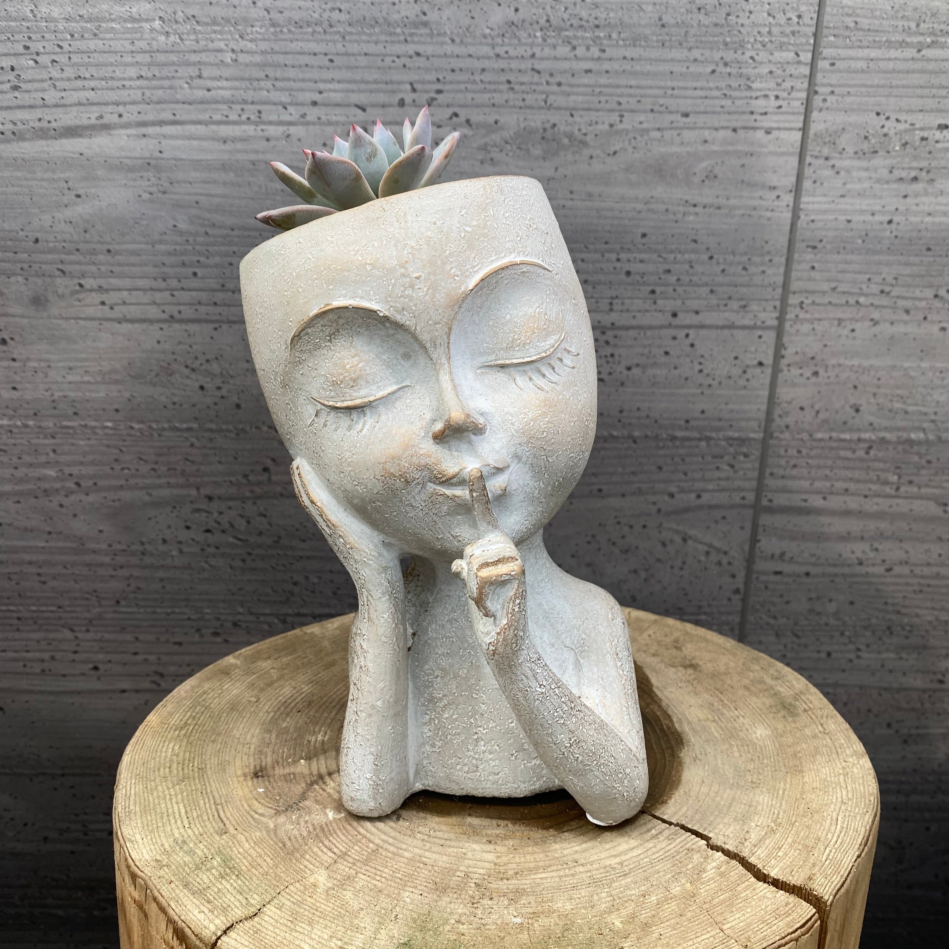 ★鉢つき★直接お引き取り★ Pickup 全ての商品 – 植物家族